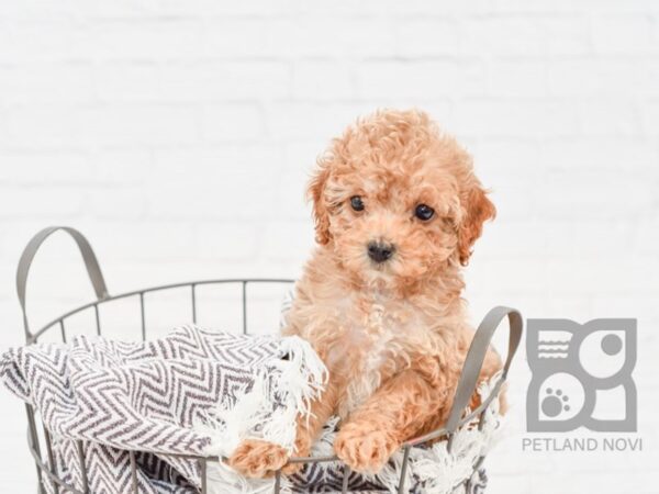 Cavapoo DOG Female Red 33551 Petland Novi, Michigan