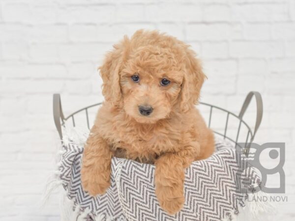 F2 MINI GOLDENDOODLE-DOG-Female-Gold-33552-Petland Novi, Michigan