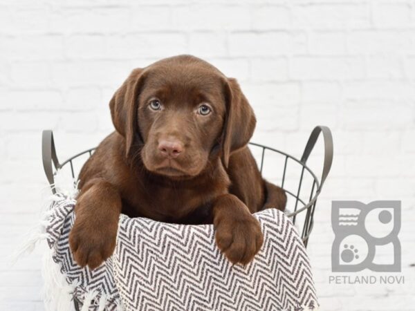 Labrador Retriever DOG Female Chocolate 33553 Petland Novi, Michigan