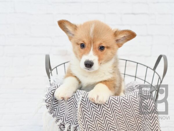 Pembroke Welsh Corgi-DOG-Male-Sable & White-33554-Petland Novi, Michigan