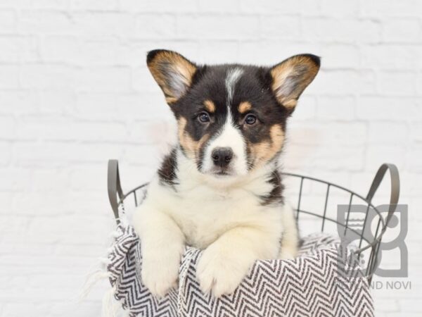 Pembroke Welsh Corgi-DOG-Male-Tri-33555-Petland Novi, Michigan