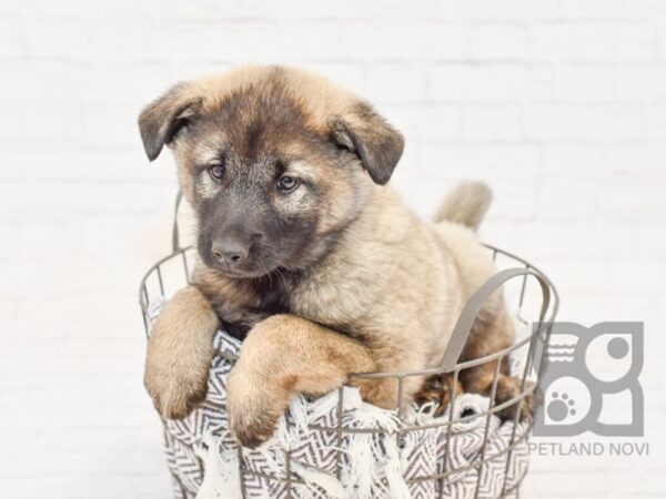 Norwegian Elkhound DOG Male Sable 33556 Petland Novi, Michigan