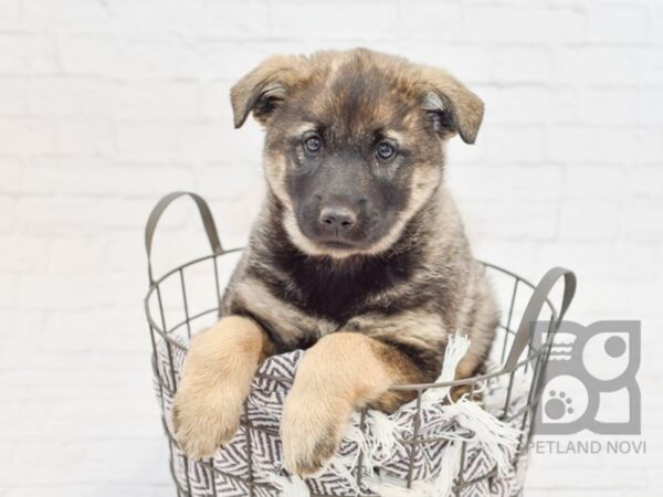 Norwegian Elkhound DOG Male Sable 33557 Petland Novi, Michigan