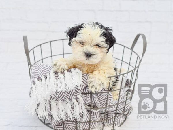 Shih-Poo DOG Male Black & White 33558 Petland Novi, Michigan