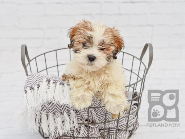 Shih-Poo DOG Male Brown & White 33559 Petland Novi, Michigan