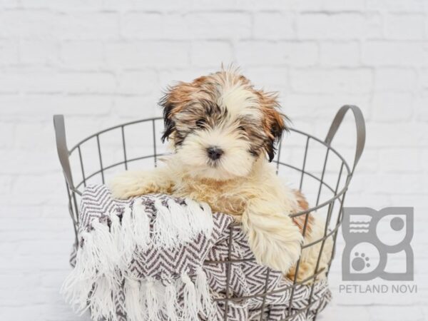 Shih-Poo DOG Female Brown & White 33560 Petland Novi, Michigan