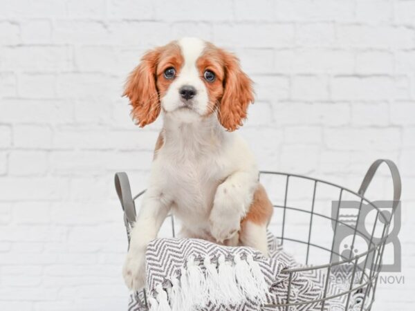 Cavalier King Charles Spaniel DOG Male Blenheim 33561 Petland Novi, Michigan