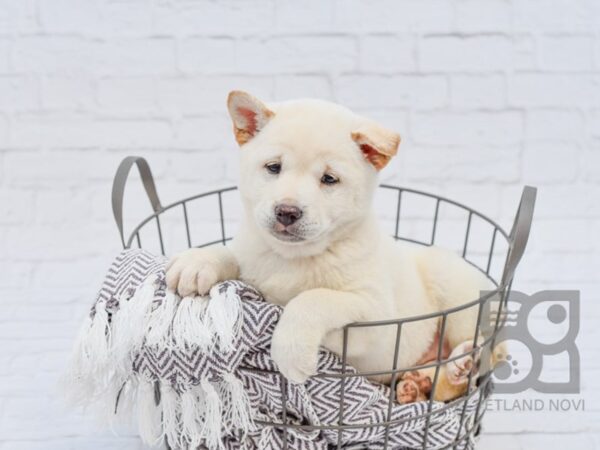 Shiba Inu DOG Female Cream 33562 Petland Novi, Michigan