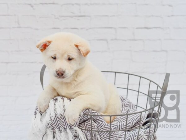 Shiba Inu DOG Female Cream 33563 Petland Novi, Michigan