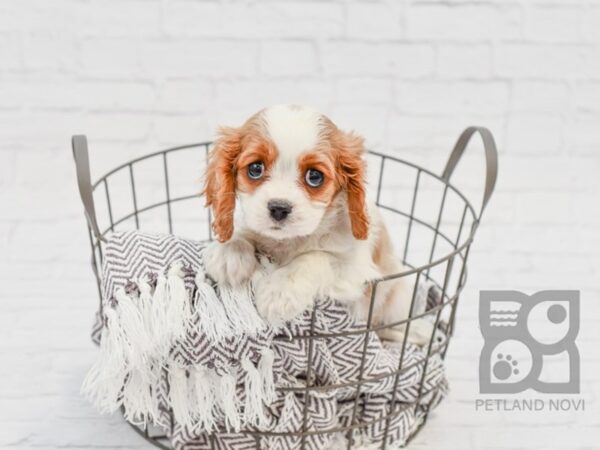 Cavalier King Charles Spaniel DOG Female BLENHEIM 33566 Petland Novi, Michigan