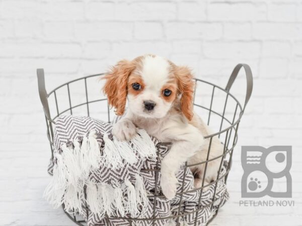 Cavalier King Charles Spaniel DOG Male BLENHEIM 33567 Petland Novi, Michigan