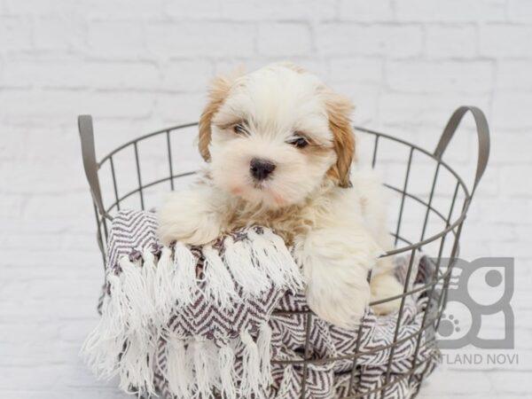 Teddy Bear DOG Male brown white 33568 Petland Novi, Michigan