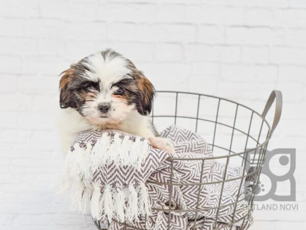 Teddy Bear-DOG-Female-BROWN WH-33569-Petland Novi, Michigan