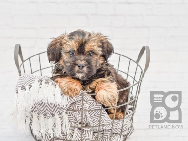 Shorkie DOG Male BRINDLE 33570 Petland Novi, Michigan