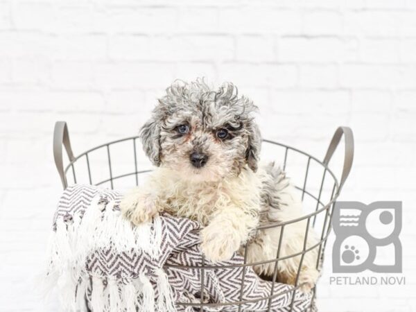 Bichon Poo-DOG-Female-BLUE MERLE PARTI-33571-Petland Novi, Michigan