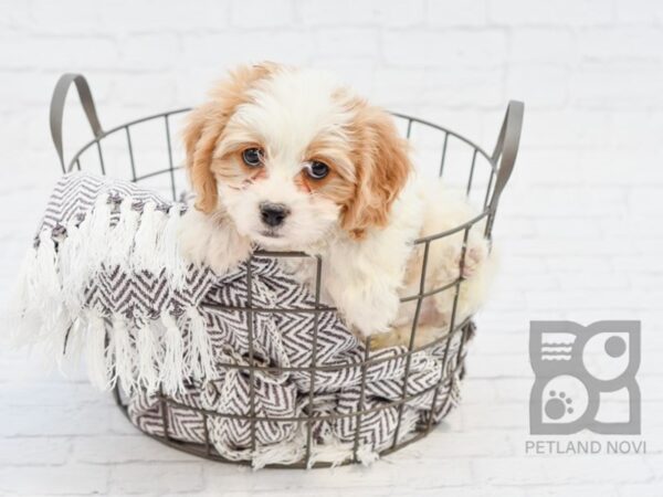 Cavachon DOG Male BLENHEIM 33572 Petland Novi, Michigan