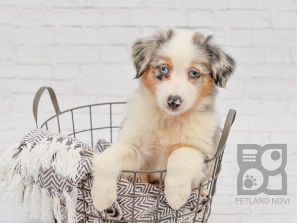 Miniature Australian Shepherd-DOG-Male-BLUE MERLE-33573-Petland Novi, Michigan