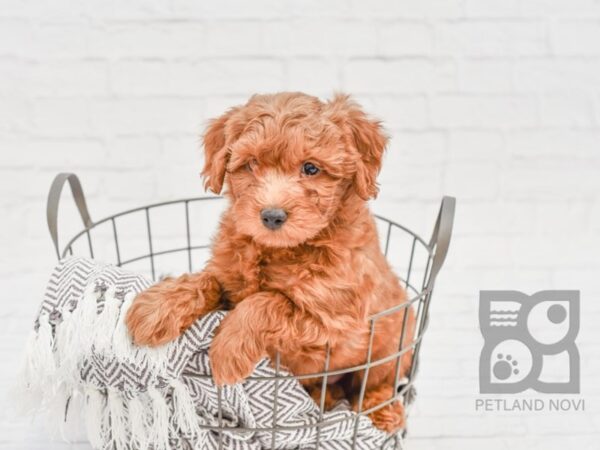 F2 MINI GOLDENDOODLE-DOG-Male-Red-33574-Petland Novi, Michigan