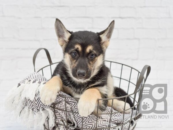 German Husky DOG Female Black & Tan 33575 Petland Novi, Michigan