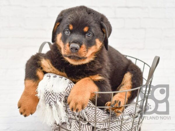 Rottweiler DOG Male Black & Tan 33576 Petland Novi, Michigan