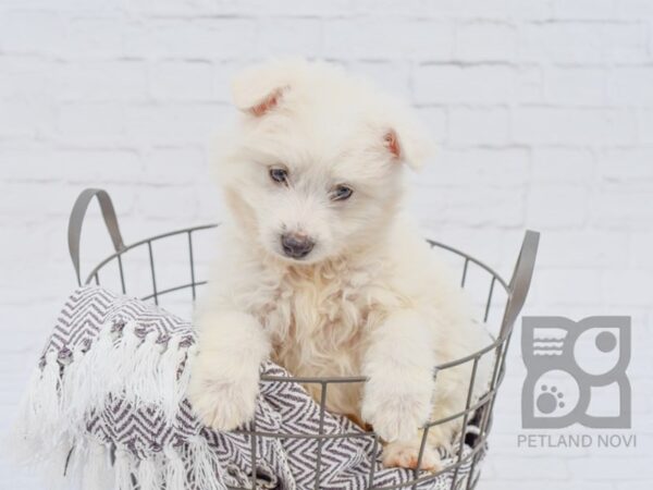 ESKIMO POO-DOG--White-33564-Petland Novi, Michigan