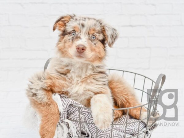 Australian Shepherd DOG Male Red Merle 33577 Petland Novi, Michigan