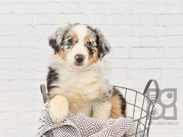 Mini Aussie DOG Female Blue Merle 33596 Petland Novi, Michigan