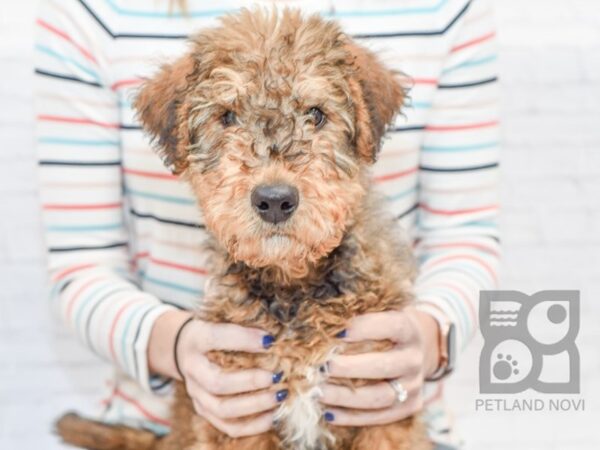 Airedale Terrier/Standard Poodle-DOG-Male--33578-Petland Novi, Michigan