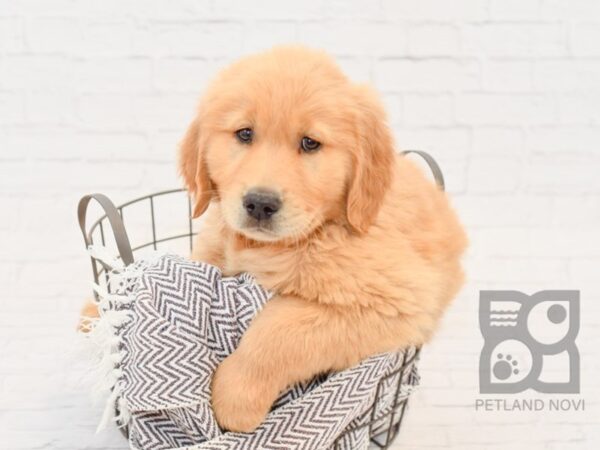 Golden Retriever DOG Male Golden 33579 Petland Novi, Michigan