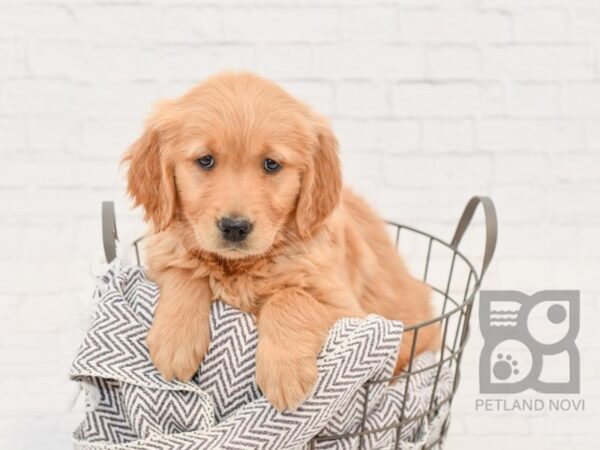 Golden Retriever DOG Female Golden 33580 Petland Novi, Michigan