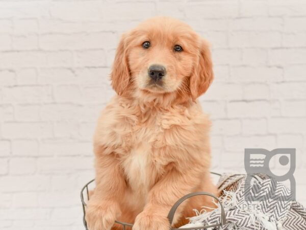 Golden Retriever DOG Female Golden 33581 Petland Novi, Michigan