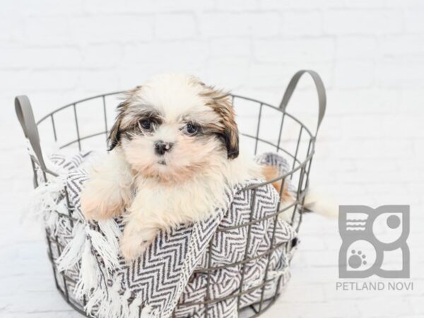 Shih Tzu DOG Male BROWN WH 33582 Petland Novi, Michigan