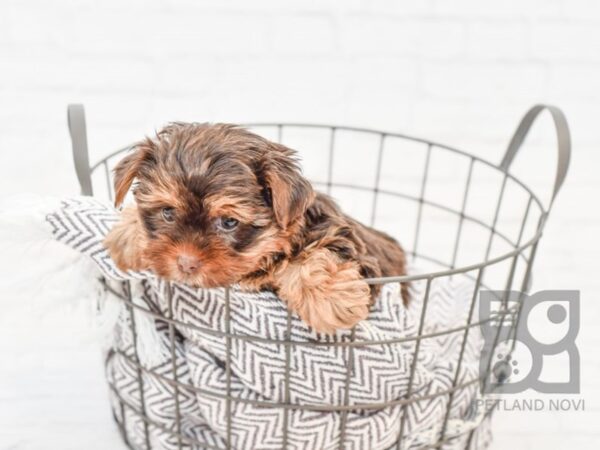 Yorkshire Terrier DOG Female CHOC TAN 33583 Petland Novi, Michigan