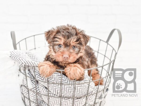 Yorkshire Terrier DOG Male BLK TAN 33584 Petland Novi, Michigan