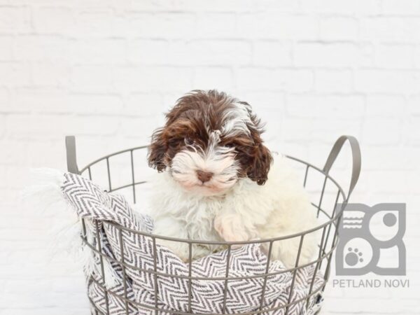 Havanese DOG Male choc wh 33585 Petland Novi, Michigan