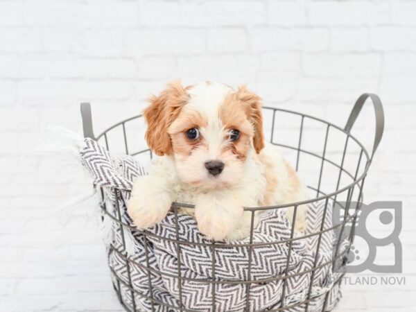 Cavachon DOG Female BLENHEIM 33586 Petland Novi, Michigan