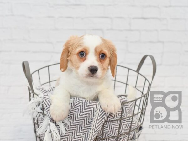 Cavachon DOG Male BLENHEIM 33587 Petland Novi, Michigan