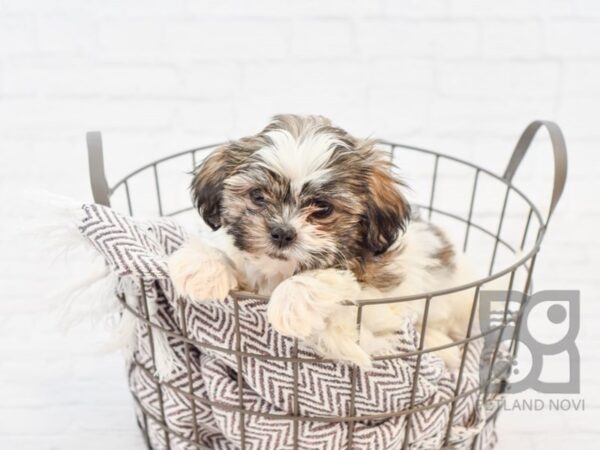 Shih Tzu-DOG-Male-brown white-33588-Petland Novi, Michigan