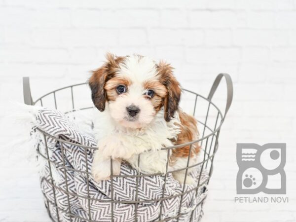 Cava Tzu DOG Male brown white 33589 Petland Novi, Michigan