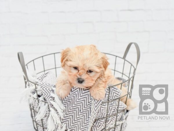 Teddy Bear-DOG-Male-Brown - Wht-33590-Petland Novi, Michigan