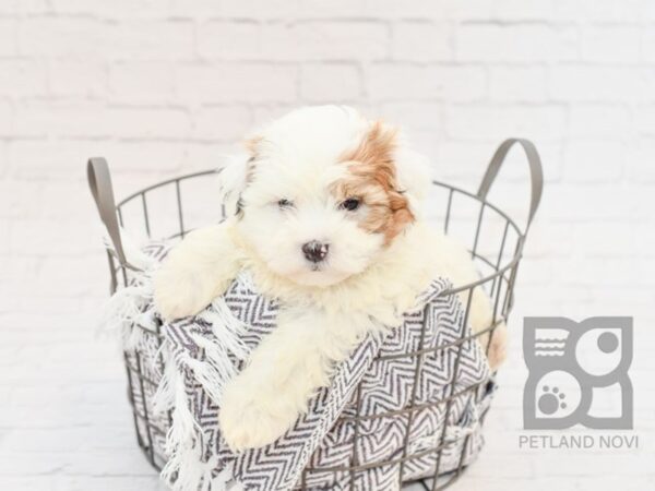 Teddy Bear DOG Male Brown - Wht 33591 Petland Novi, Michigan