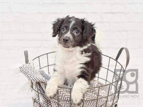 Mini Aussiepoo DOG Male Black & White 33592 Petland Novi, Michigan