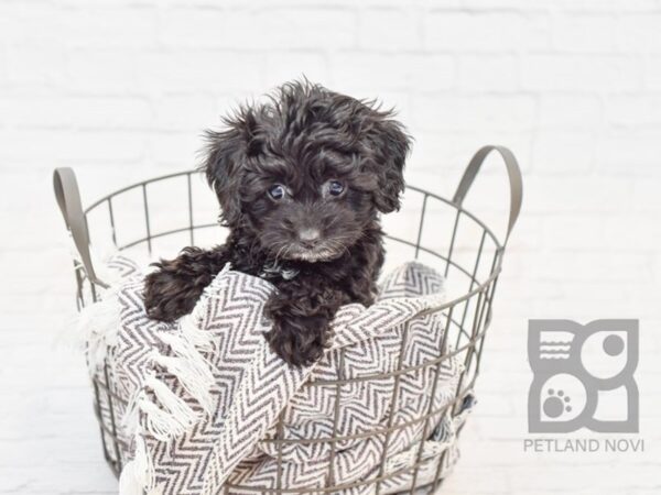 Mini Aussiepoo DOG Female Black & White 33593 Petland Novi, Michigan