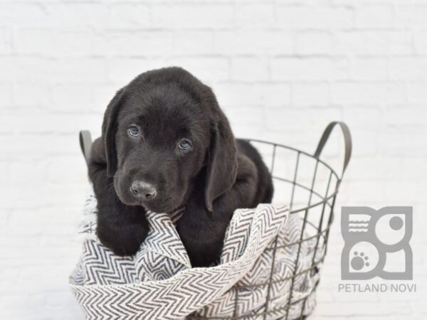 Labrador Retriever-DOG-Male-Black-33594-Petland Novi, Michigan