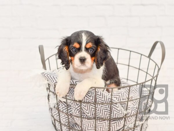 Cavalier King Charles DOG Female Tri 33595 Petland Novi, Michigan