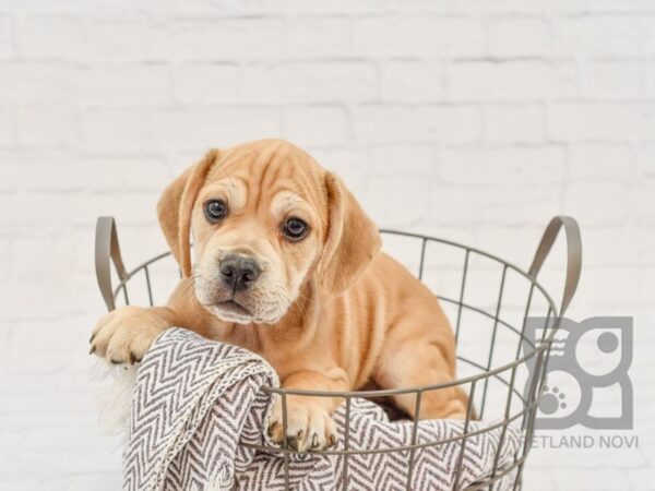 Frengle DOG Male Fawn 33598 Petland Novi, Michigan