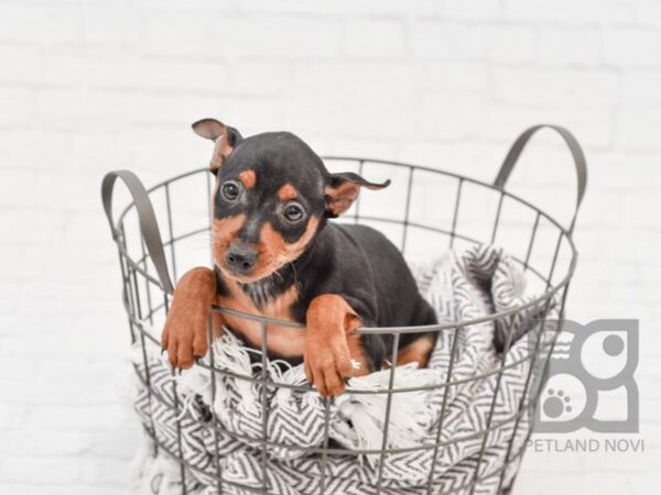 Miniature Pinscher DOG Female Black & Tan 33599 Petland Novi, Michigan