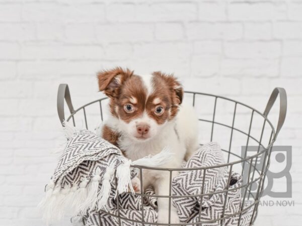 Chihuahua DOG Male White & Chocolate 33600 Petland Novi, Michigan