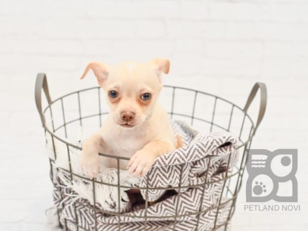 Chihuahua DOG Female Fawn 33601 Petland Novi, Michigan