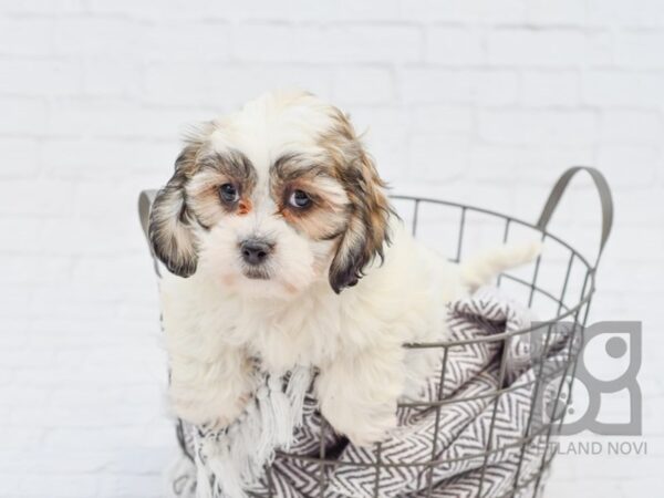 Teddy Bear DOG Female Sable & White 33602 Petland Novi, Michigan